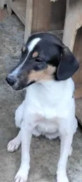 Paloma