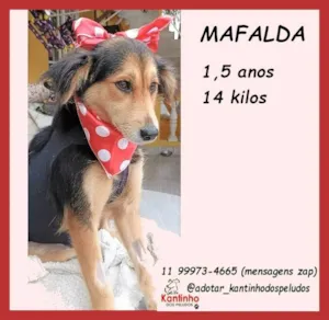 Cachorro raça SRD-ViraLata idade 1 ano nome Mafalda