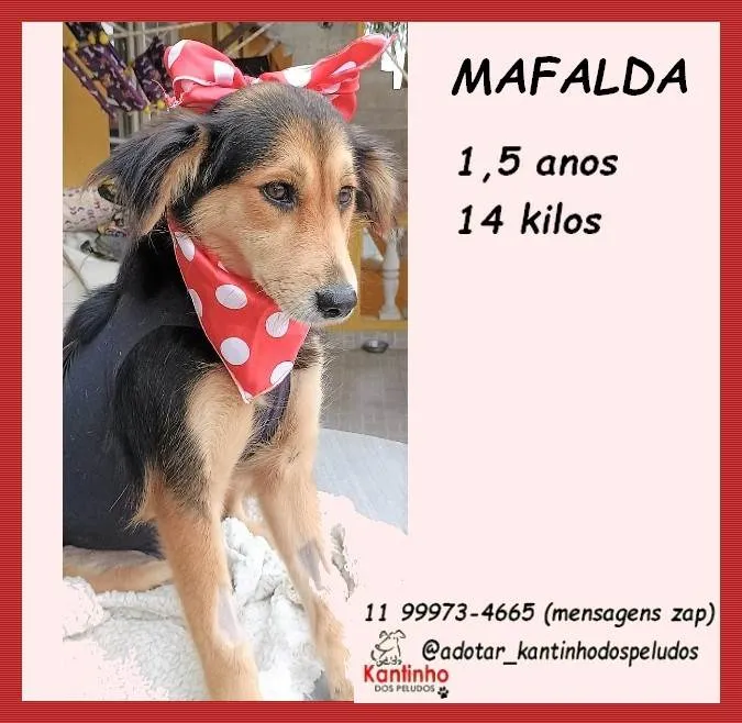Cachorro ra a SRD-ViraLata idade 1 ano nome Mafalda