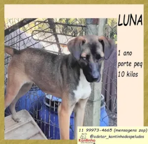 Cachorro raça SRD-ViraLata idade 1 ano nome Luna