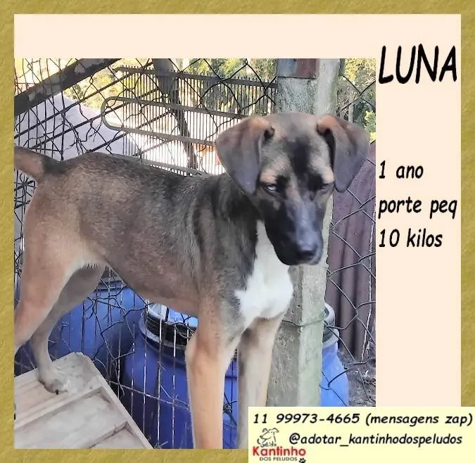 Cachorro ra a SRD-ViraLata idade 1 ano nome Luna