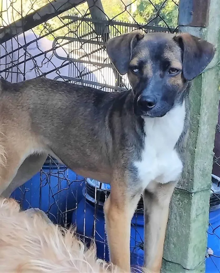 Cachorro ra a SRD-ViraLata idade 1 ano nome Luna