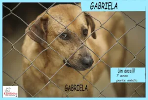 Cachorro raça SRD-ViraLata idade 6 ou mais anos nome Gabriela