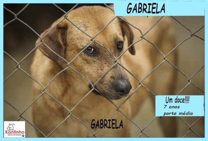 Cachorro ra a SRD-ViraLata idade 6 ou mais anos nome Gabriela