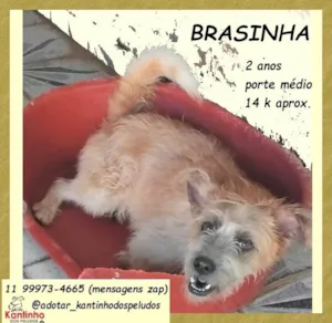 Cachorro raça SRD-ViraLata idade 2 anos nome Brasinha