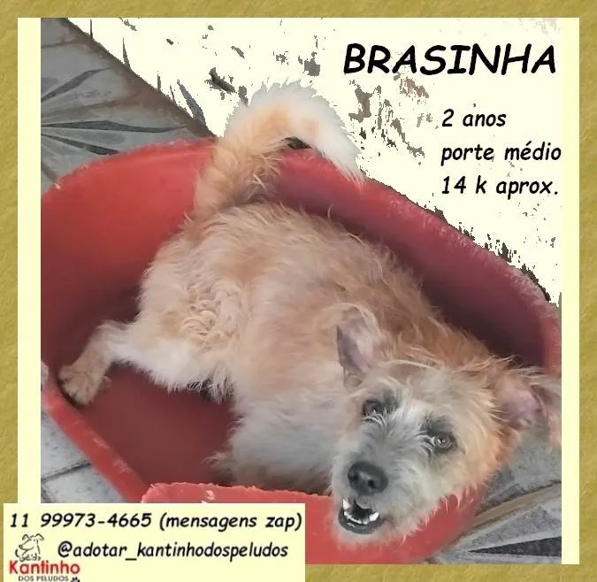 Cachorro ra a SRD-ViraLata idade 2 anos nome Brasinha