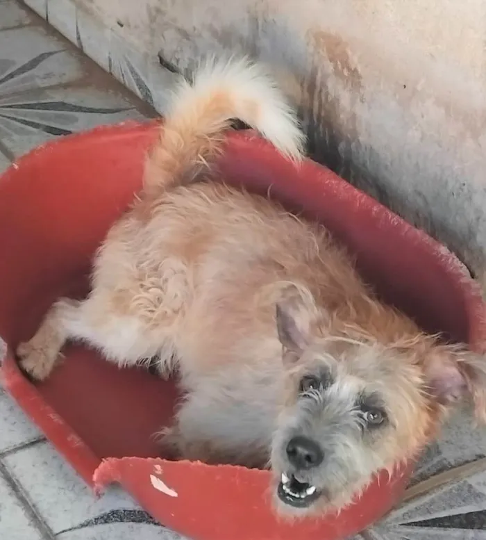 Cachorro ra a SRD-ViraLata idade 2 anos nome Brasinha