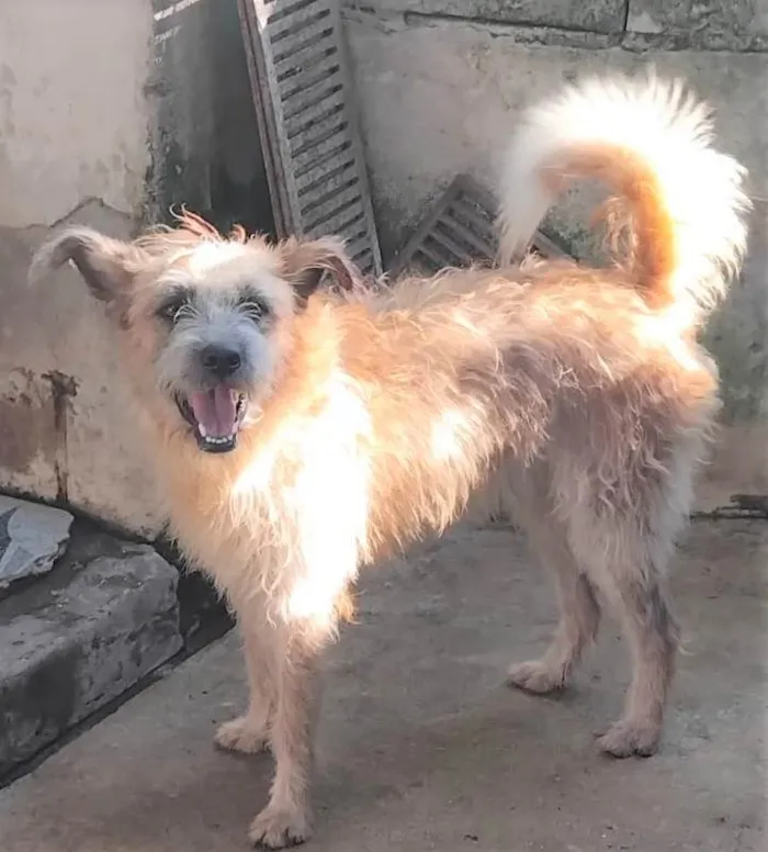 Cachorro ra a SRD-ViraLata idade 2 anos nome Brasinha