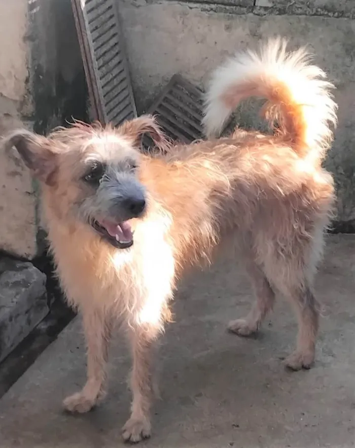 Cachorro ra a SRD-ViraLata idade 2 anos nome Brasinha