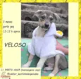 Veloso