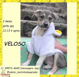 Cachorro raça SRD-ViraLata idade 2 a 6 meses nome Veloso