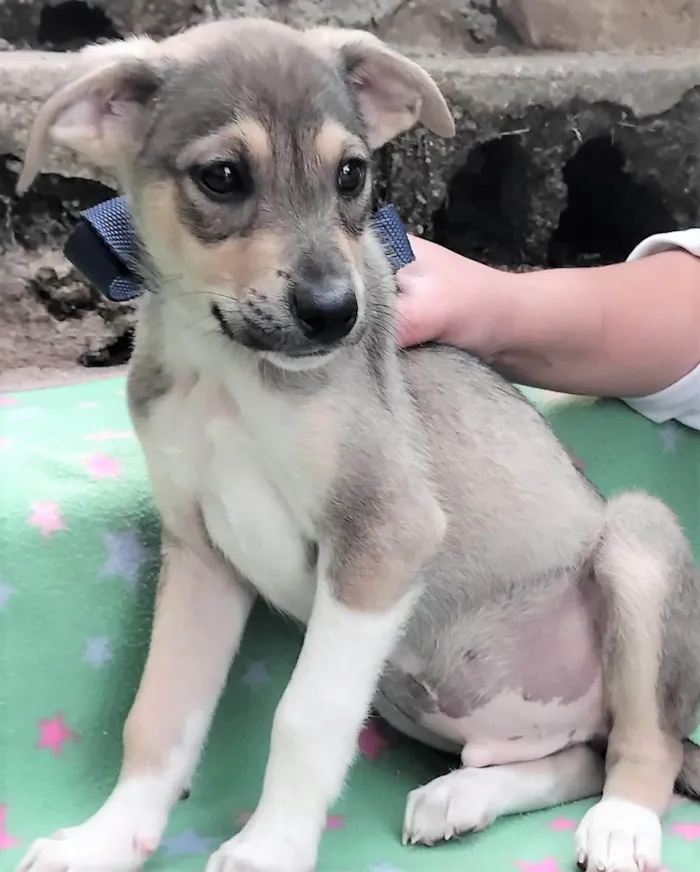 Cachorro ra a SRD-ViraLata idade 2 a 6 meses nome Veloso