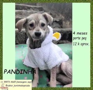 Cachorro raça SRD-ViraLata idade 2 a 6 meses nome Pandinha