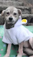Pandinha