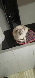 Lolita