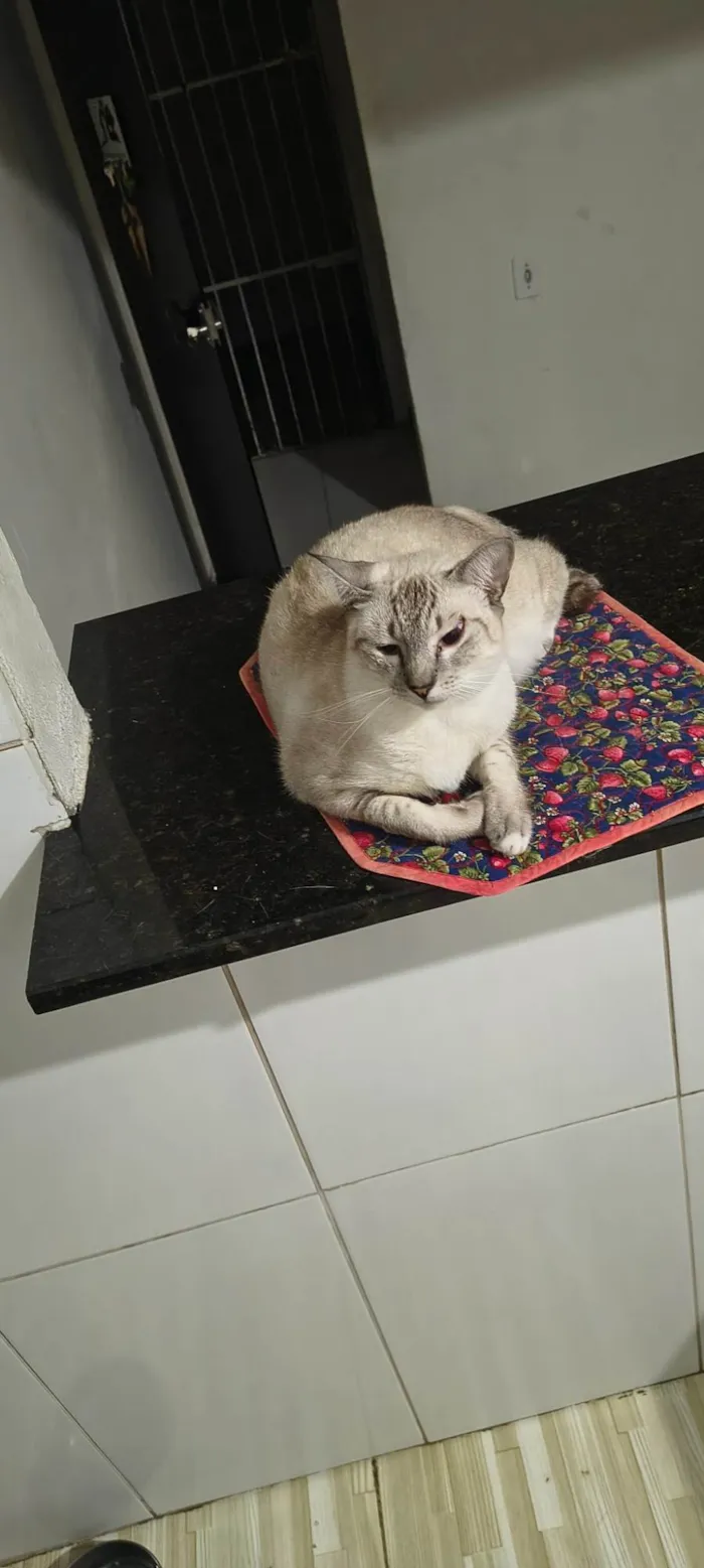 Gato ra a SRD-ViraLata idade 7 a 11 meses nome Lolita