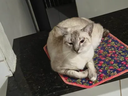 Gato raça SRD-ViraLata idade 7 a 11 meses nome Lolita