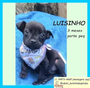Cachorro raça SRD-ViraLata idade 2 a 6 meses nome Luisinho