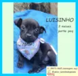 Luisinho