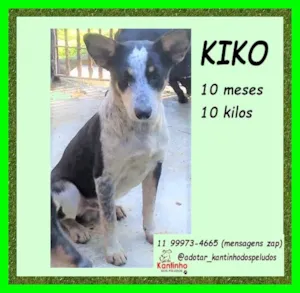 Cachorro raça SRD-ViraLata idade 7 a 11 meses nome Kiko