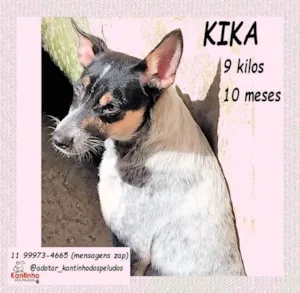 Cachorro raça SRD-ViraLata idade 7 a 11 meses nome Kika