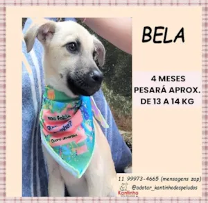 Cachorro raça SRD-ViraLata idade 2 a 6 meses nome Bela