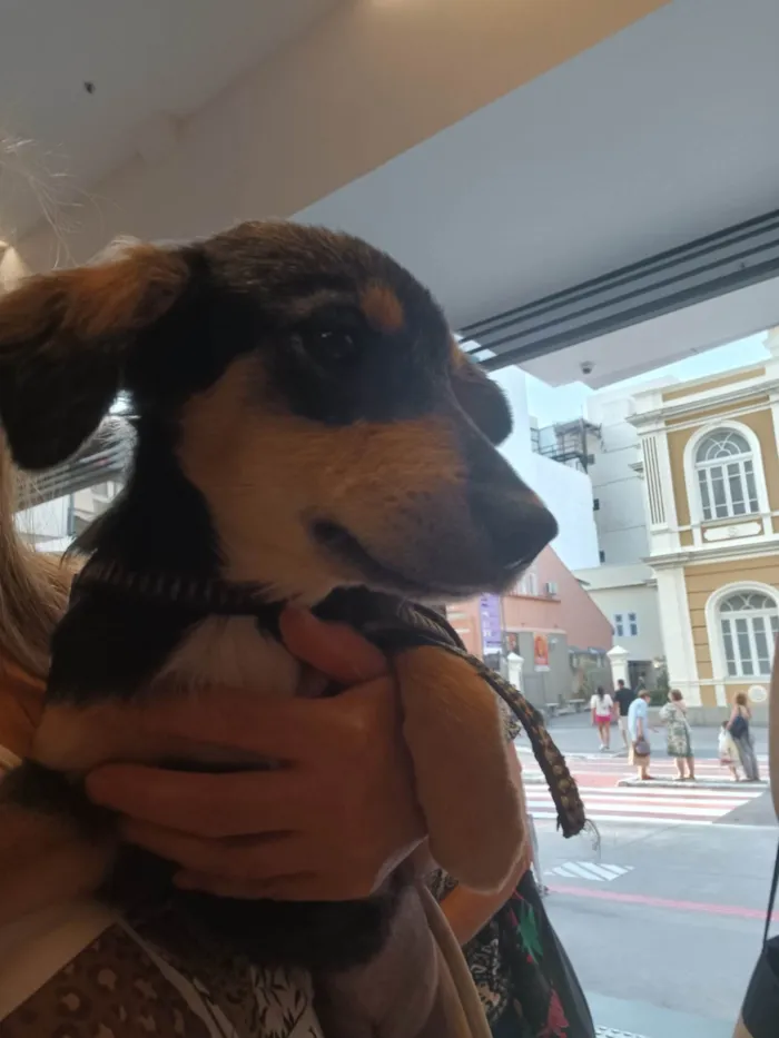 Cachorro ra a SRD-ViraLata idade 2 a 6 meses nome Flora