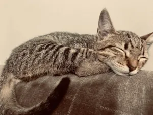 Gato raça SRD-ViraLata idade 2 a 6 meses nome mica 