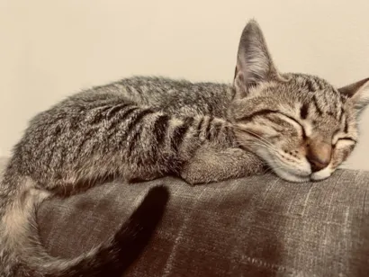 Gato raça SRD-ViraLata idade 2 a 6 meses nome mica 