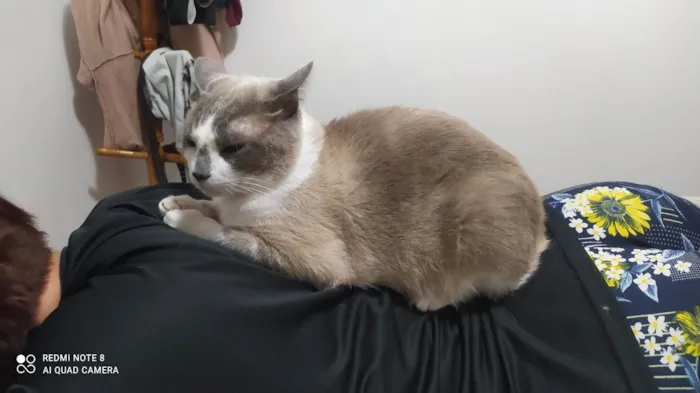 Gato ra a Siamês idade 5 anos nome Jerry 