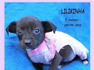 Cachorro raça SRD-ViraLata idade 2 a 6 meses nome Lilikinha