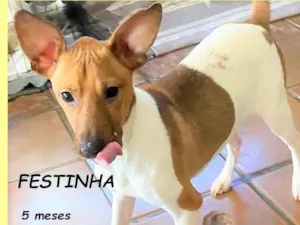 Cachorro raça SRD-ViraLata idade 2 a 6 meses nome Festinha