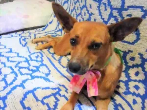 Cachorro raça SRD-ViraLata idade 2 anos nome Martinha