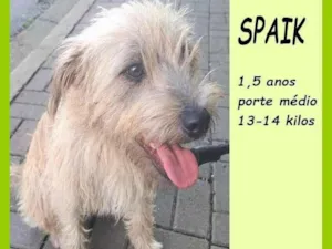 Cachorro raça SRD-ViraLata idade 1 ano nome Spaik
