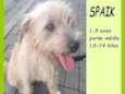 Spaik