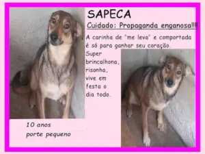 Cachorro raça SRD-ViraLata idade 6 ou mais anos nome Sapeca