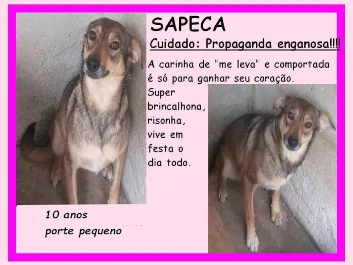Cachorro ra a SRD-ViraLata idade 6 ou mais anos nome Sapeca