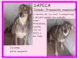 Sapeca