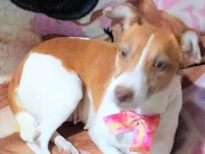 Cachorro raça SRD-ViraLata idade 1 ano nome Samira