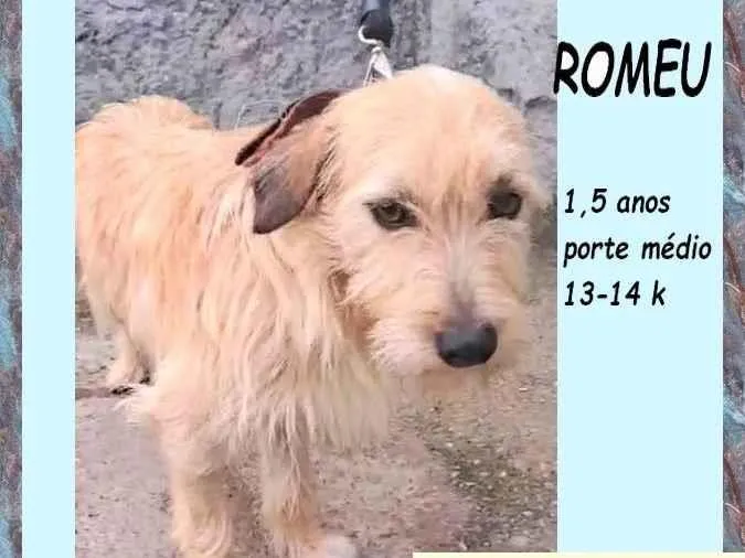 Cachorro ra a SRD-ViraLata idade 1 ano nome Romeu