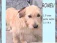 Romeu