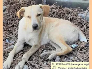 Cachorro raça SRD-ViraLata idade 1 ano nome Picasso