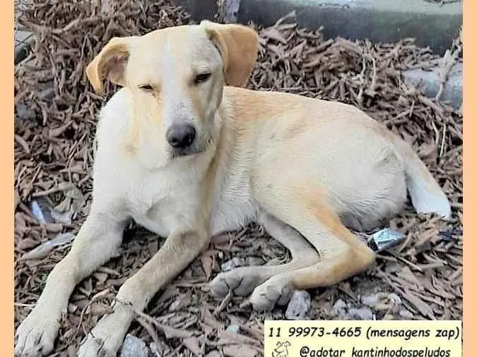 Cachorro ra a SRD-ViraLata idade 1 ano nome Picasso