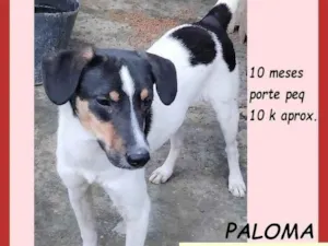 Cachorro raça SRD-ViraLata idade 7 a 11 meses nome Paloma