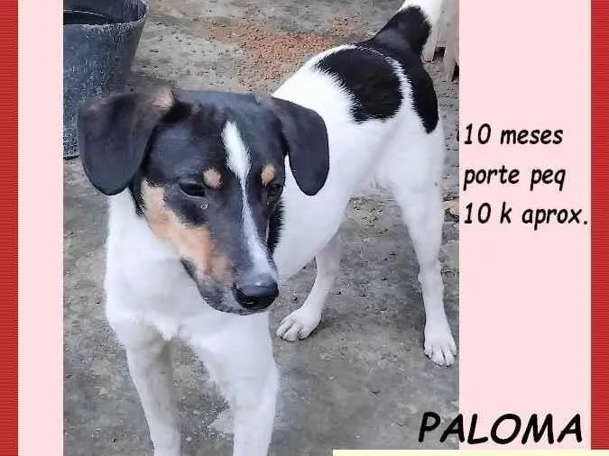 Cachorro ra a SRD-ViraLata idade 7 a 11 meses nome Paloma