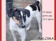 Paloma