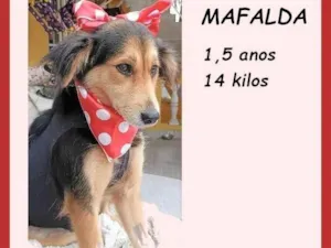 Cachorro raça SRD-ViraLata idade 1 ano nome Mafalda