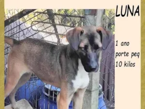 Cachorro raça SRD-ViraLata idade 1 ano nome Luna