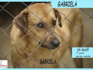 Cachorro raça SRD-ViraLata idade 6 ou mais anos nome Gabriela