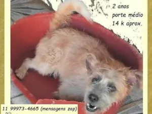Cachorro raça SRD-ViraLata idade 2 anos nome Brasinha